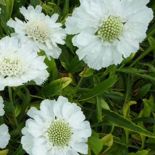 Duifkruid Alba