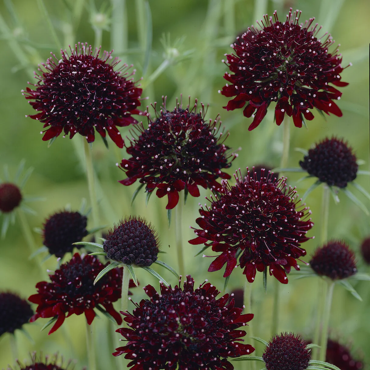 Duifkruid Chile Black - Image 2