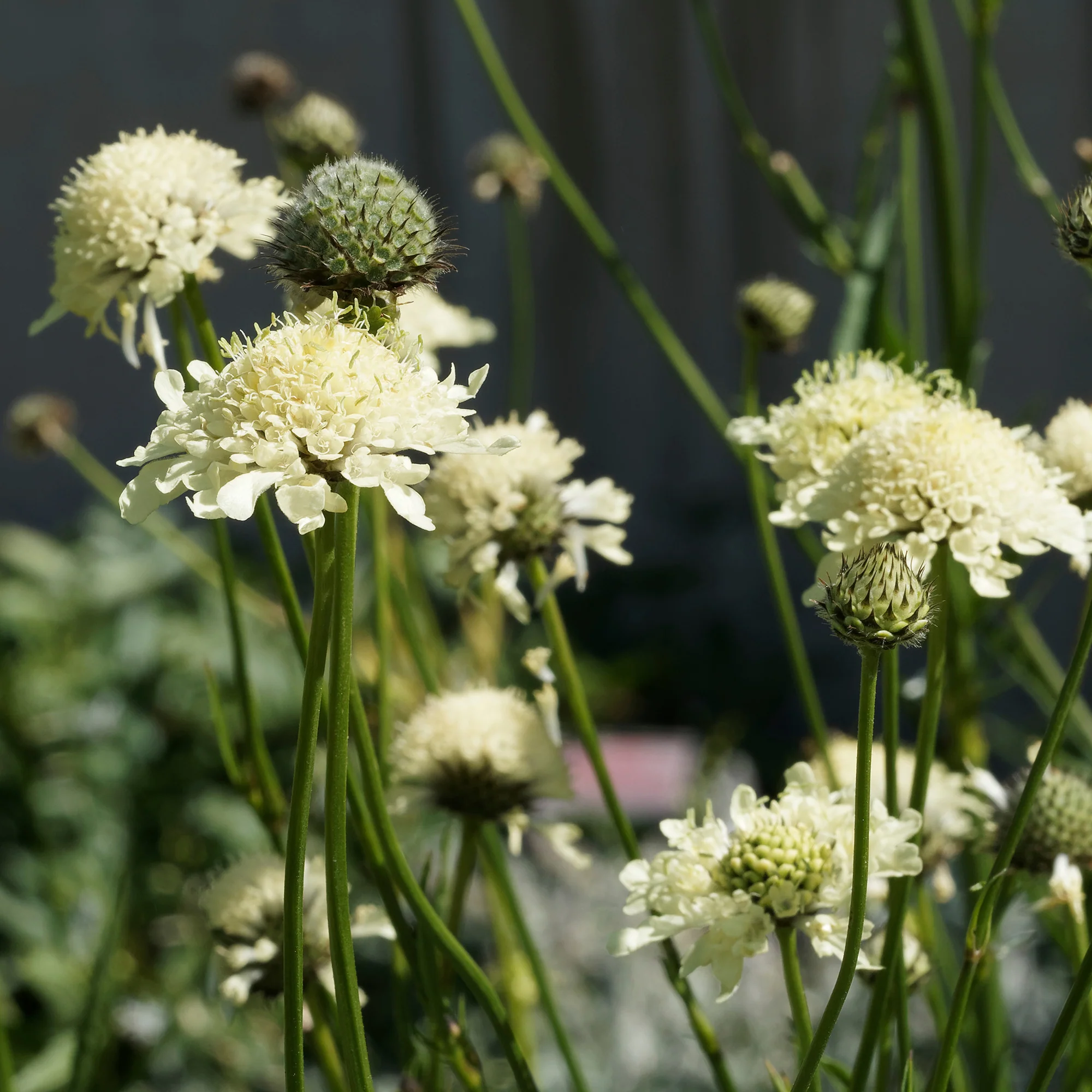 Duifkruid ochroleuca
