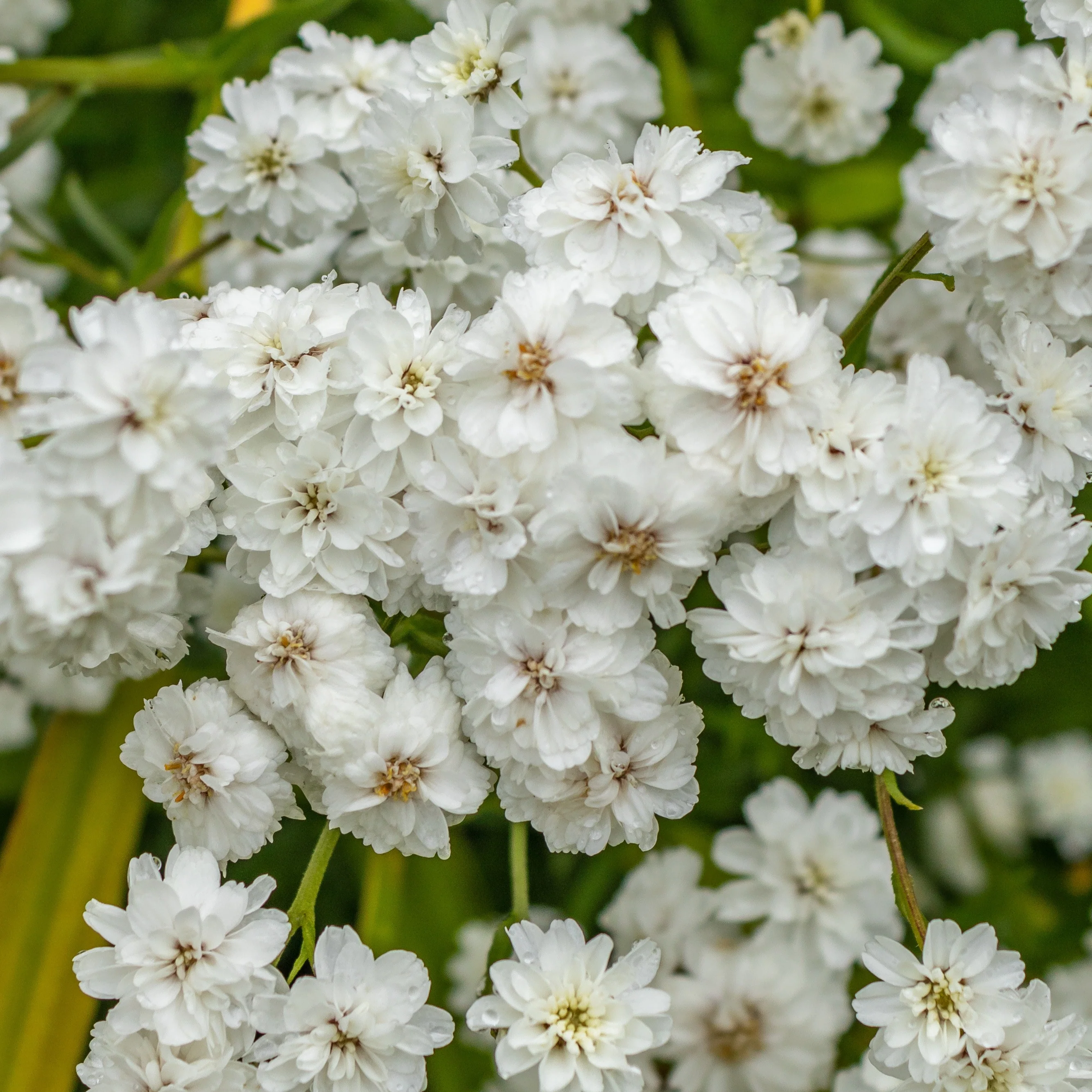 Duizendblad 'Diadem' (x3) - Image 2