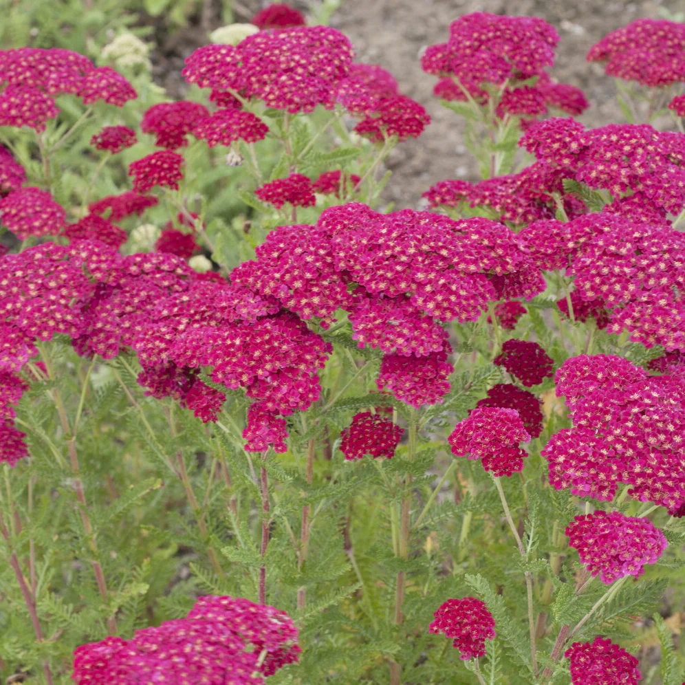 Duizendblad millefeuille Pomegranate - Image 3