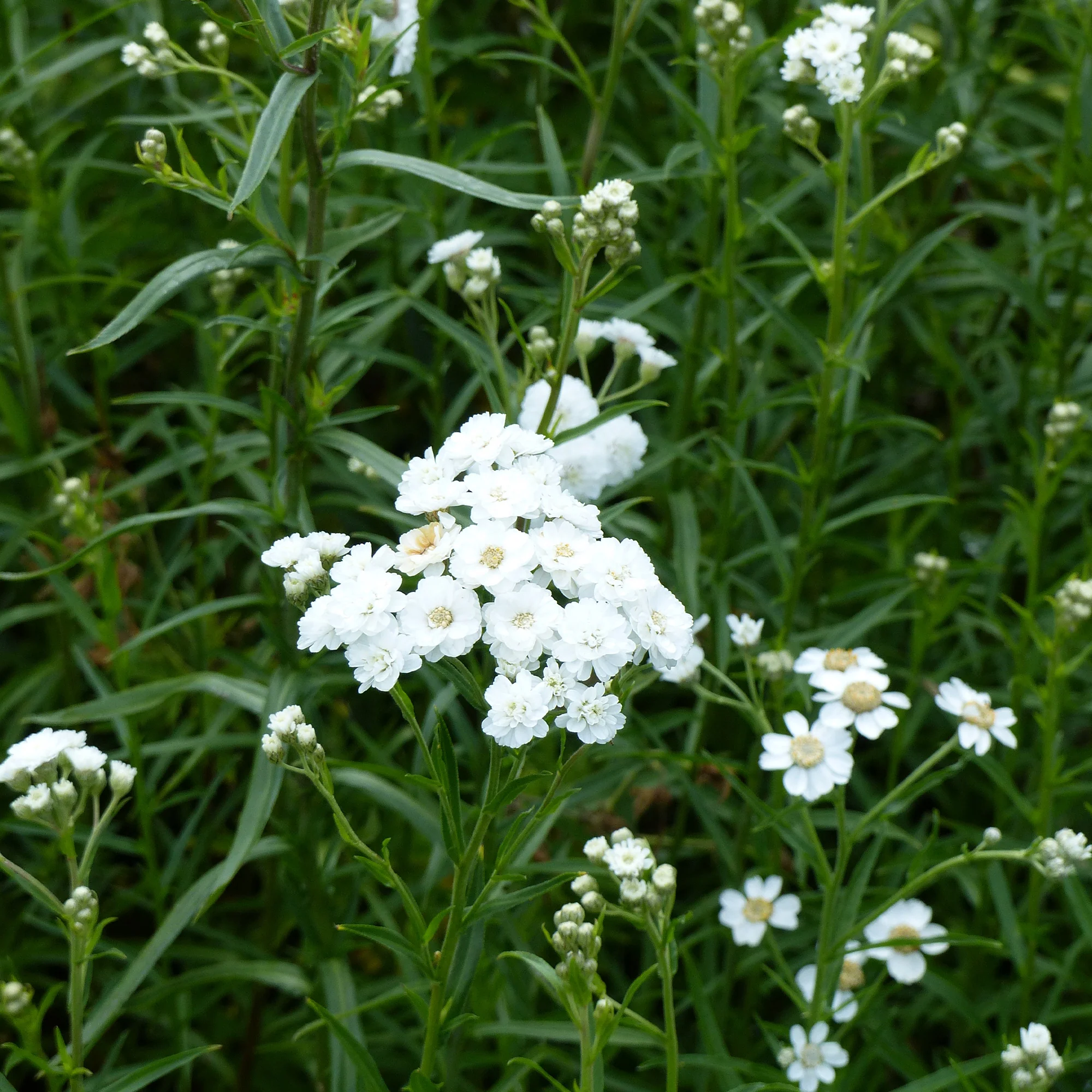 Duizendblad  'The Pearl'