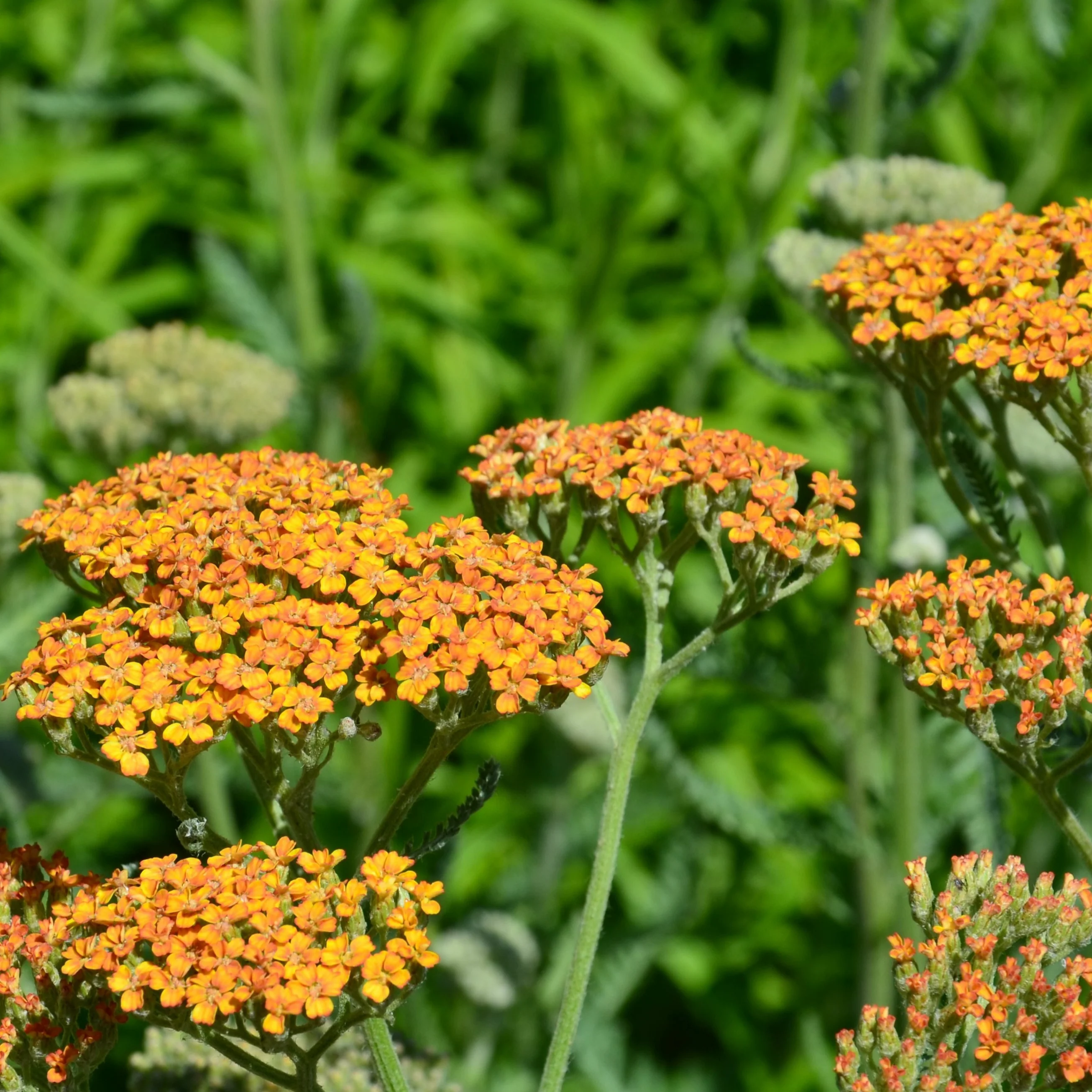Miniatuur 1
