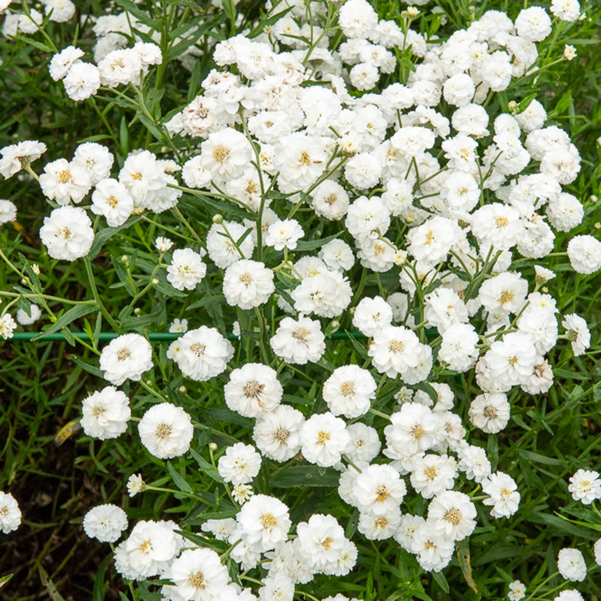 Duizendblad The Pearl - Image 2