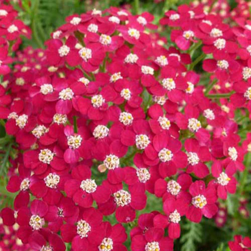 Duizendblad Petra
