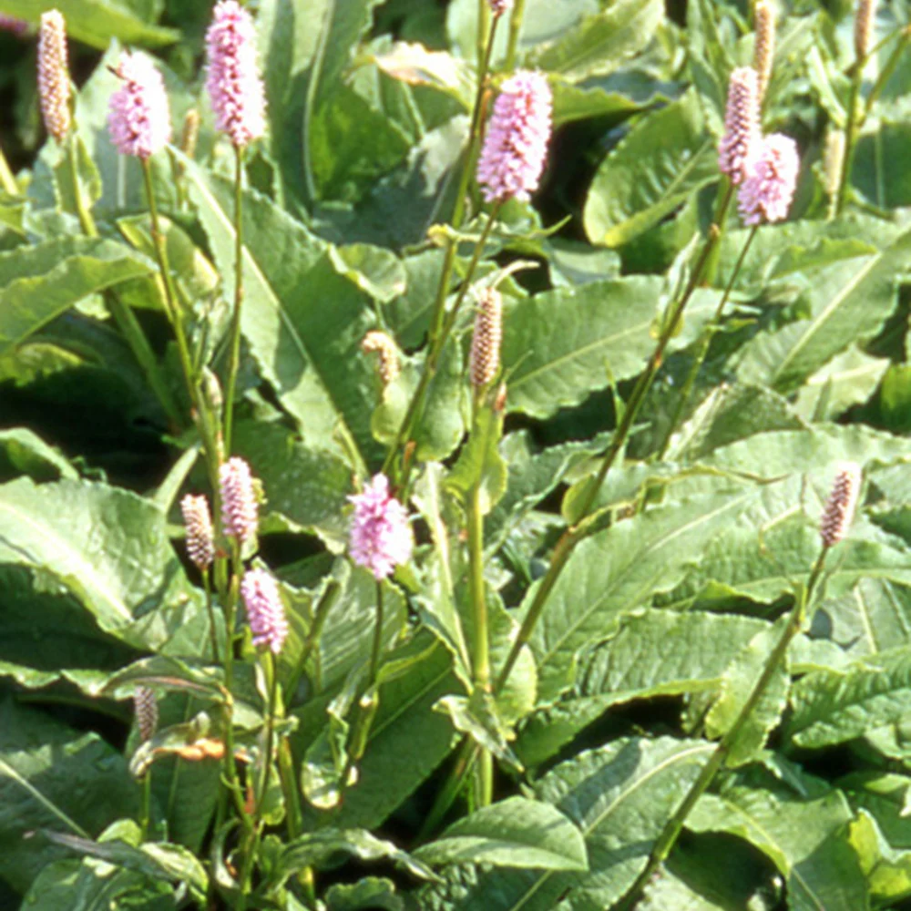Duizendknoop 'Superba' - Image 7