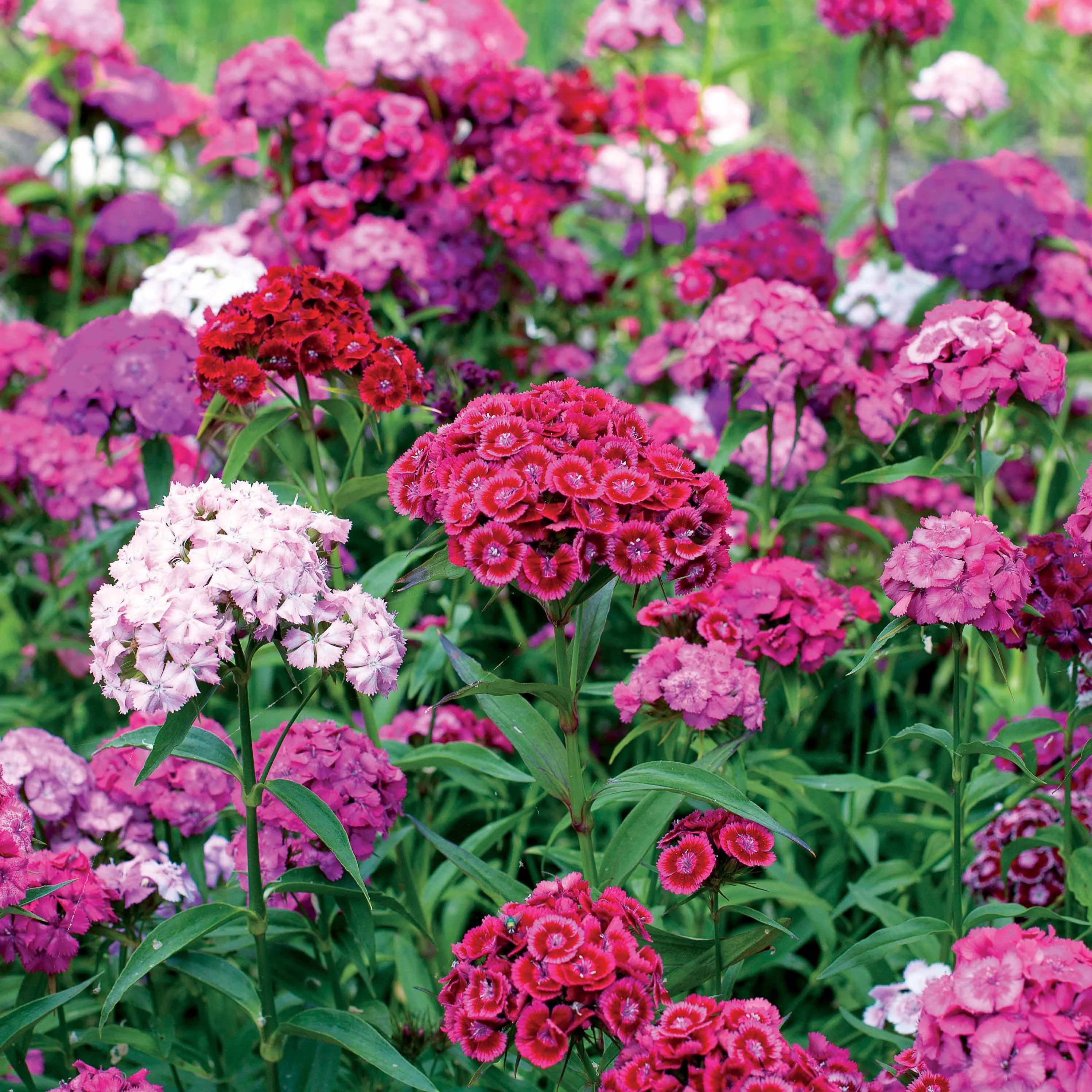 Duizendschoon Mix
