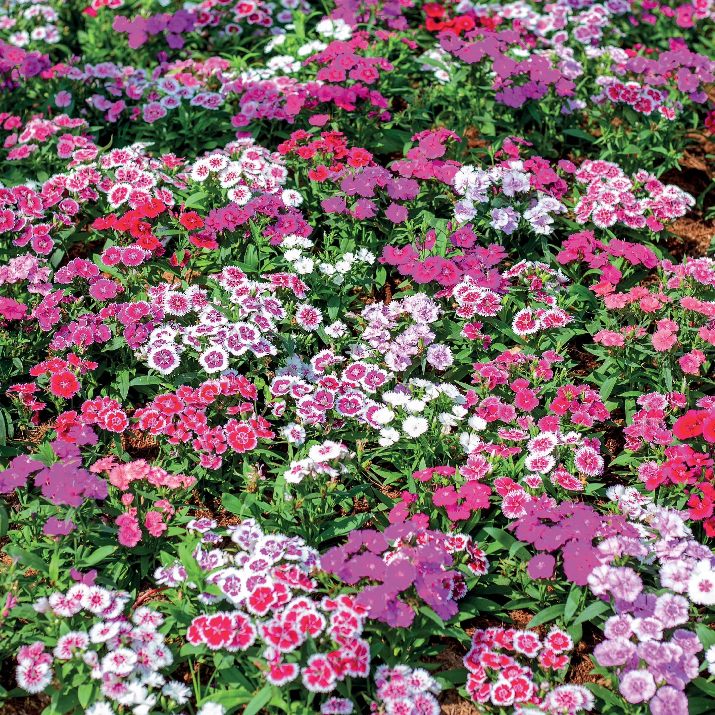 Duizendschoon Mix - Image 2