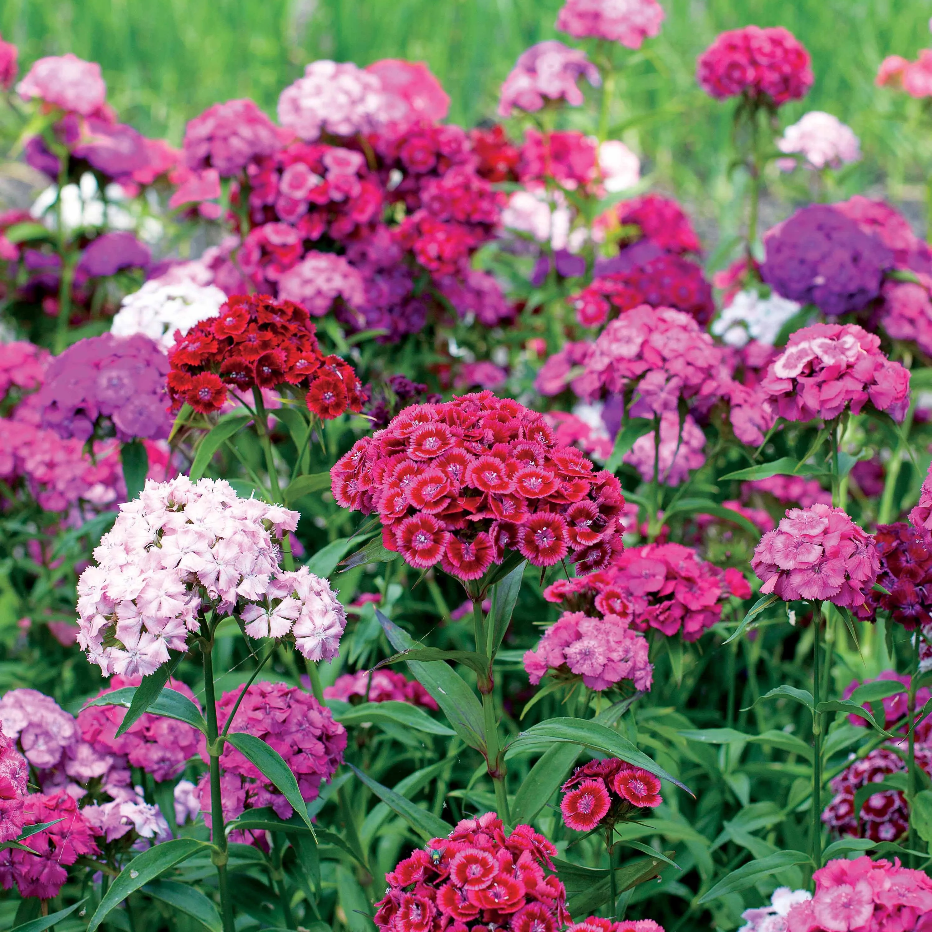 Duizenschoon (x3) - Image 3