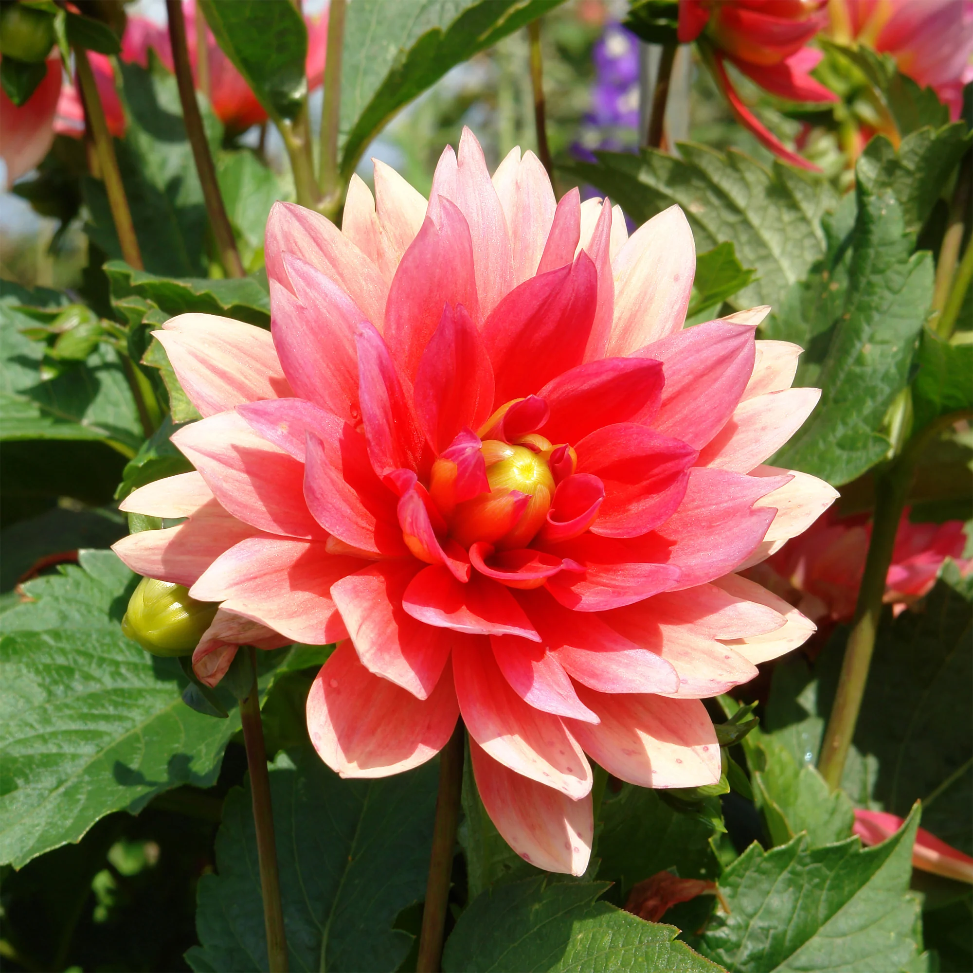 Dwerg decoratieve dahlia Berliner Kleene - Image 2