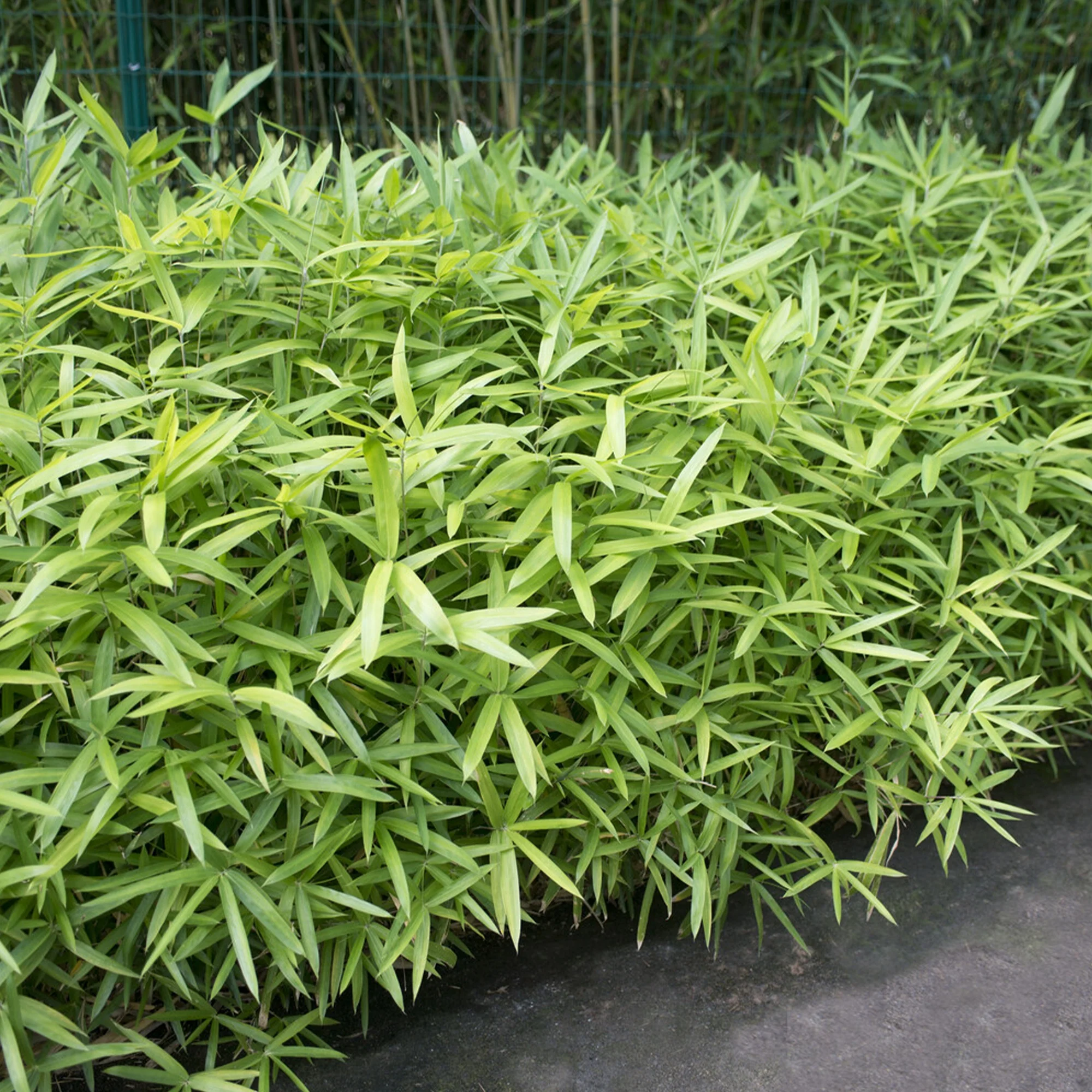 Dwergbamboe - Image 2