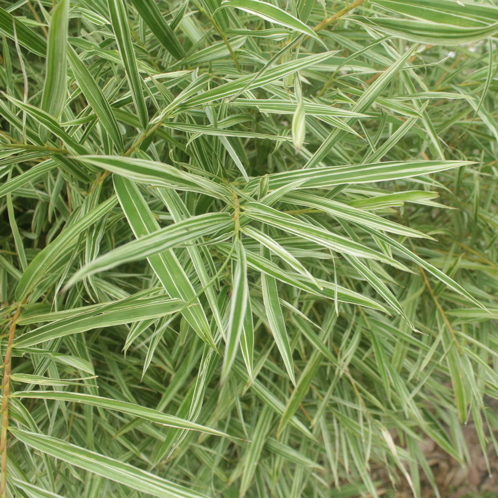 Dwergbamboe (Pleioblastus fortuneii) - Image 3
