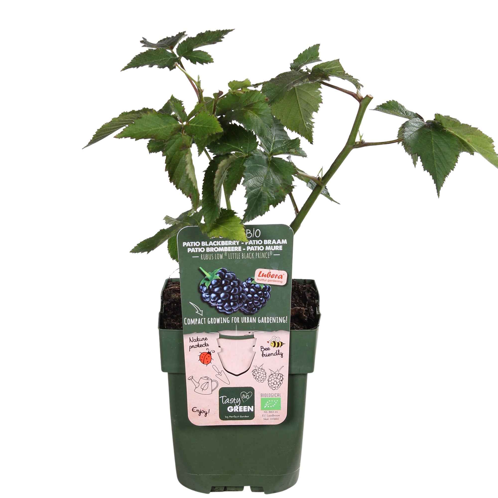 Dwergbraam Rubus 'Little Black Prince' Zwart - Bio - Winterhard - Image 3