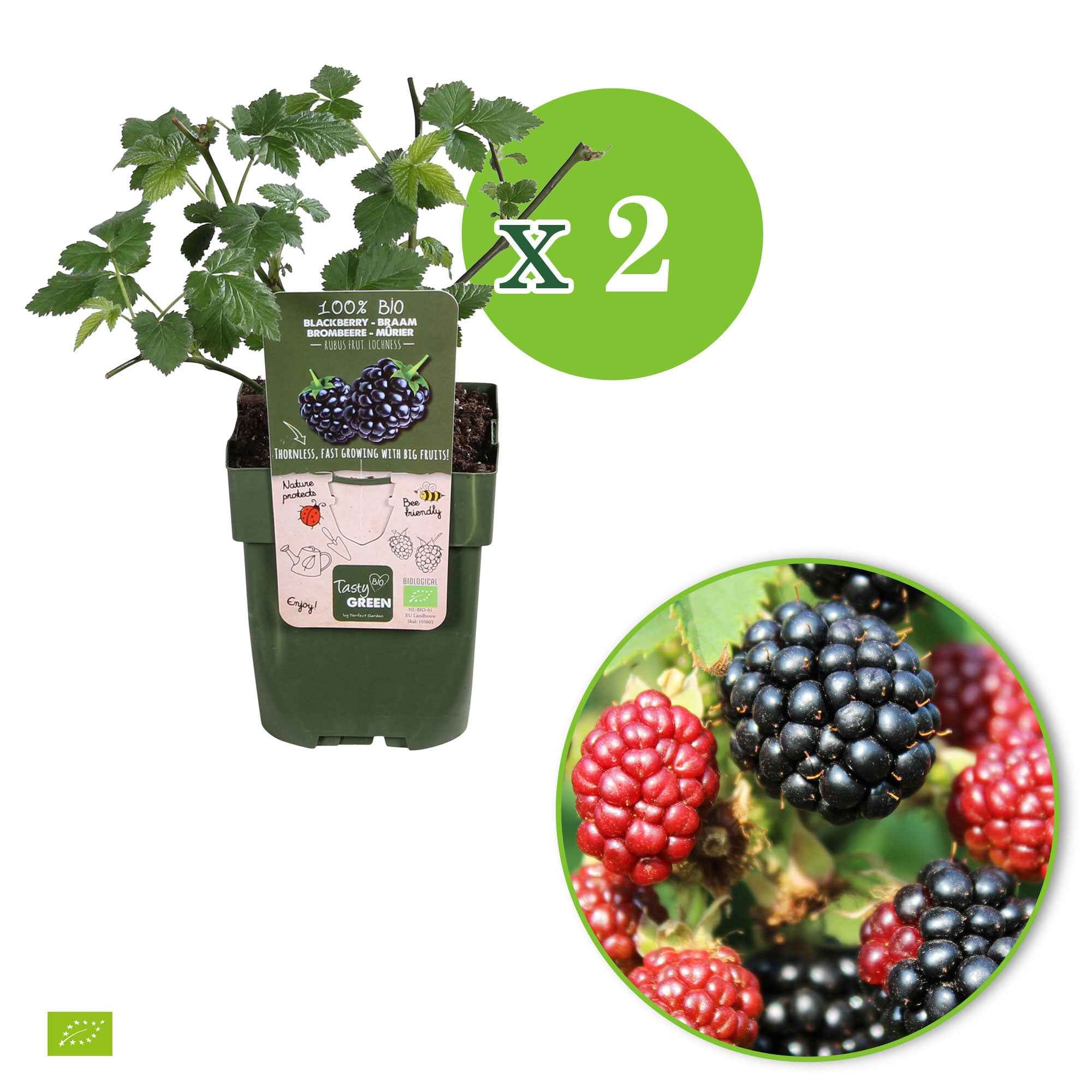 Dwergbraam Rubus 'Little Black Prince' Zwart - Bio - Winterhard - Image 4