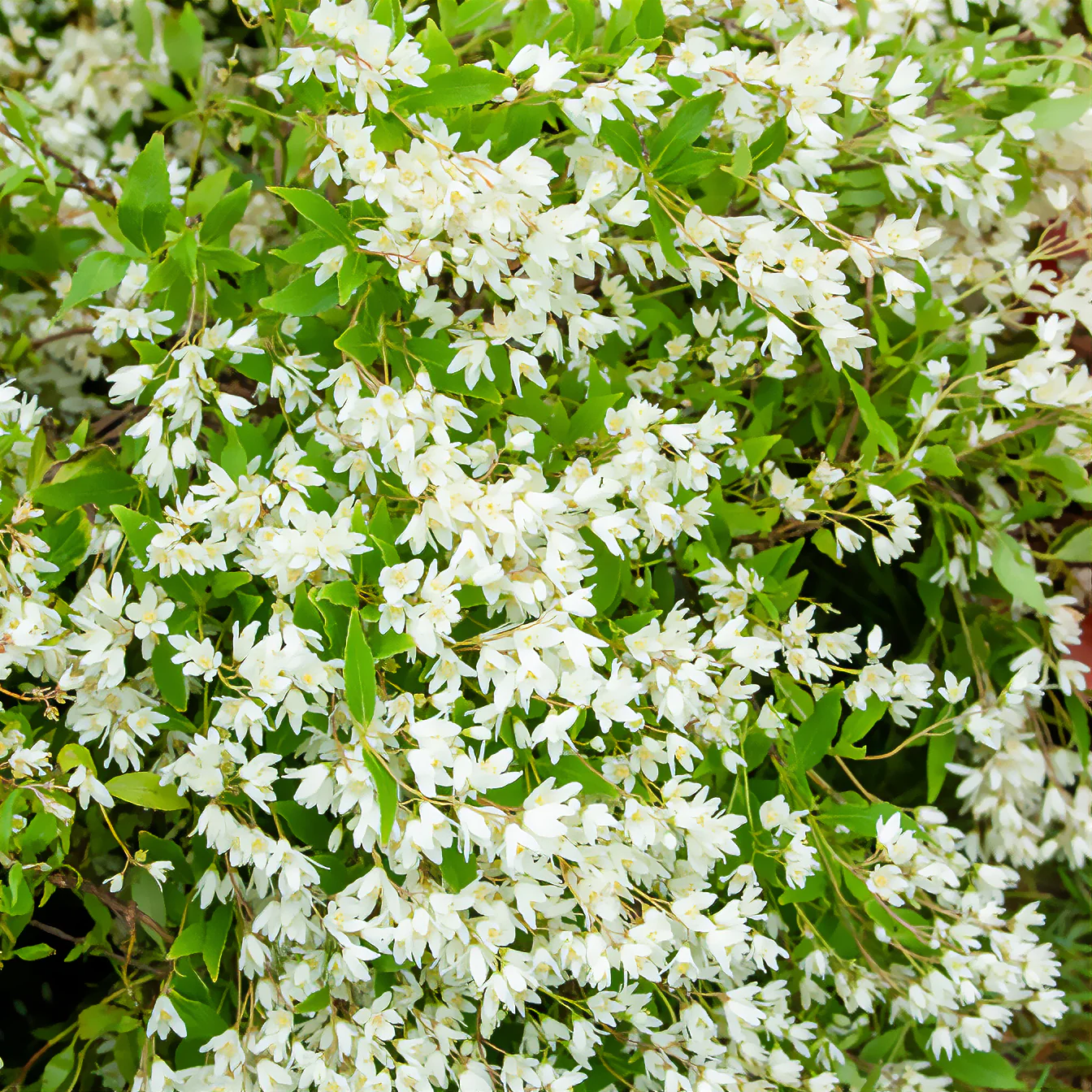 Dwergdeutzia Nikko