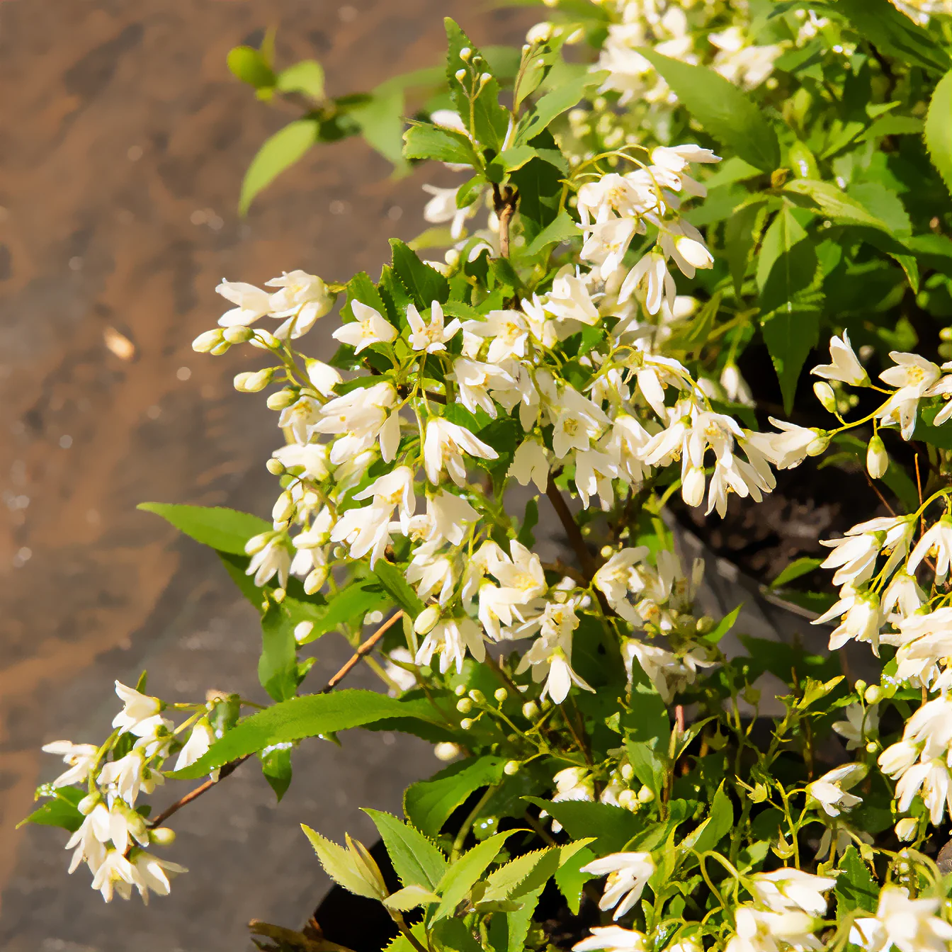 Dwergdeutzia Nikko - Image 2