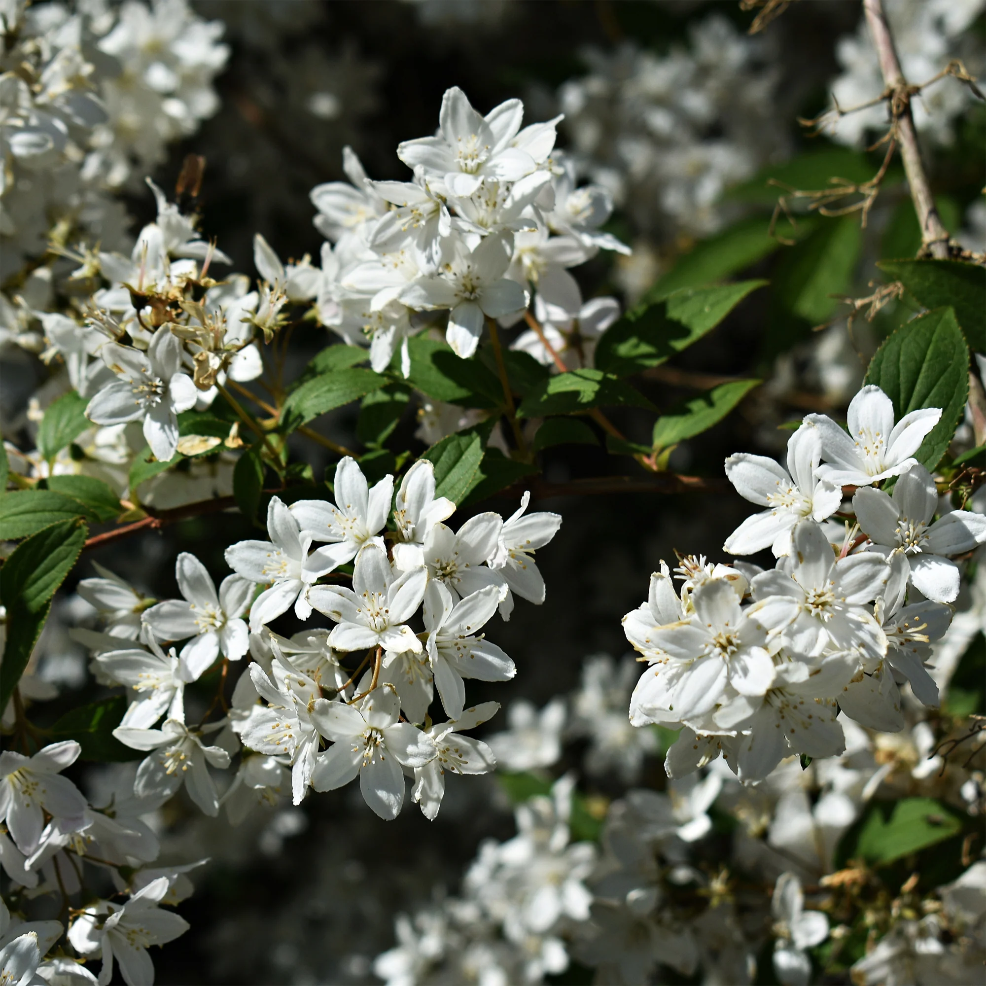 Dwergdeutzia Nikko - Image 3
