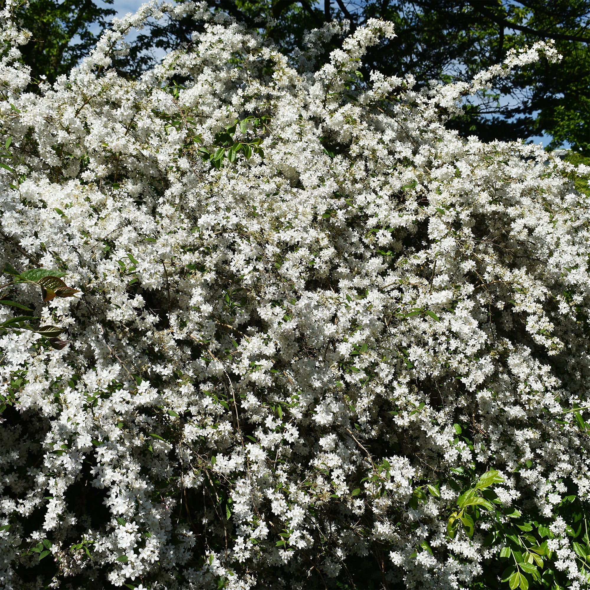 Dwergdeutzia Nikko - Image 4
