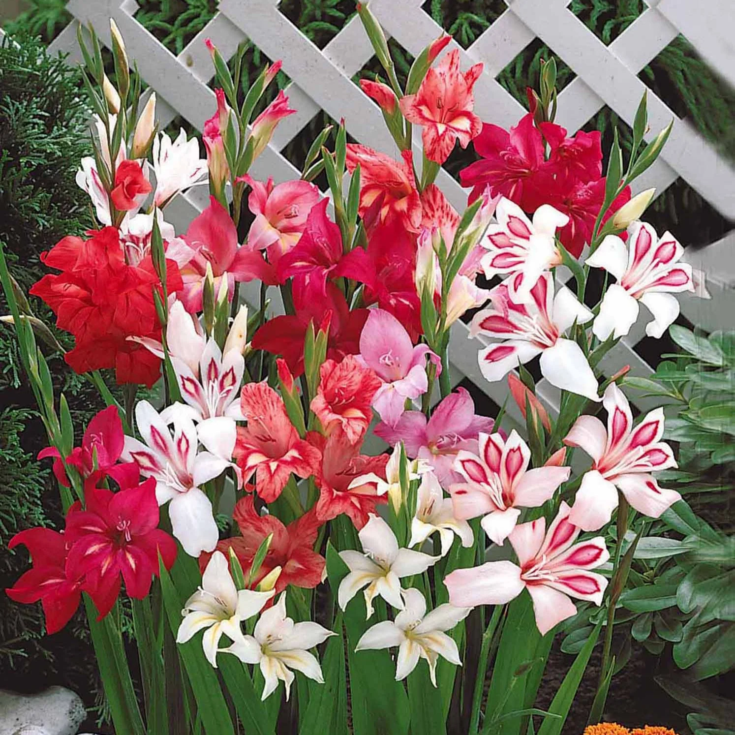 Dwerggladiool Mix (x20) - Image 2