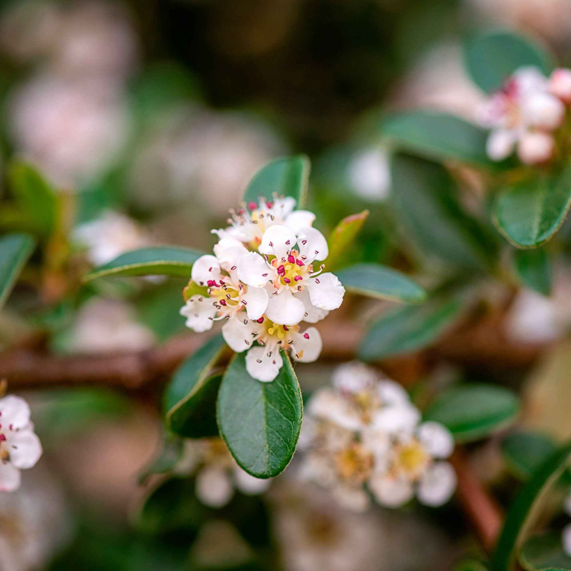 Dwergmispel 'Coral Beauty' - Image 5