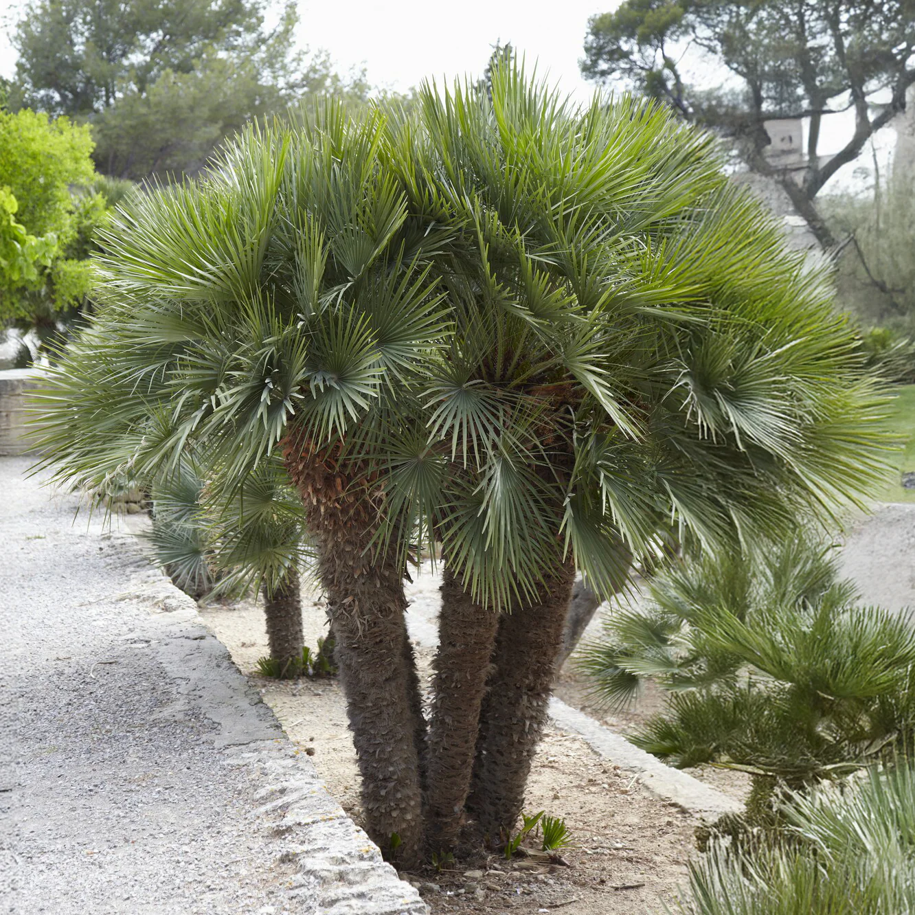 Dwergpalm Vulcano - Image 2