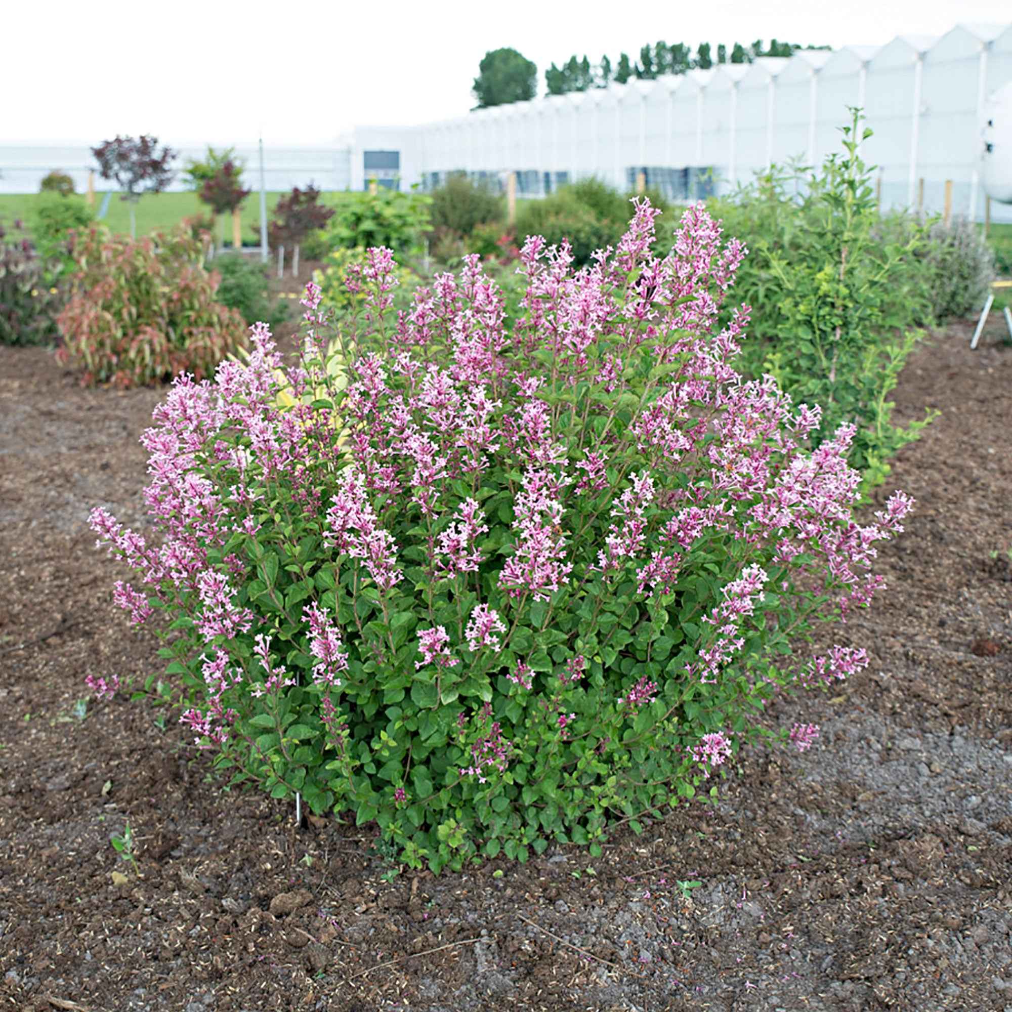 Dwergsering 'Pink Parfume' - Image 3