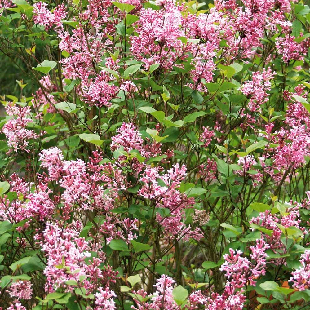 Dwergsering 'Pink Parfume' - Image 4