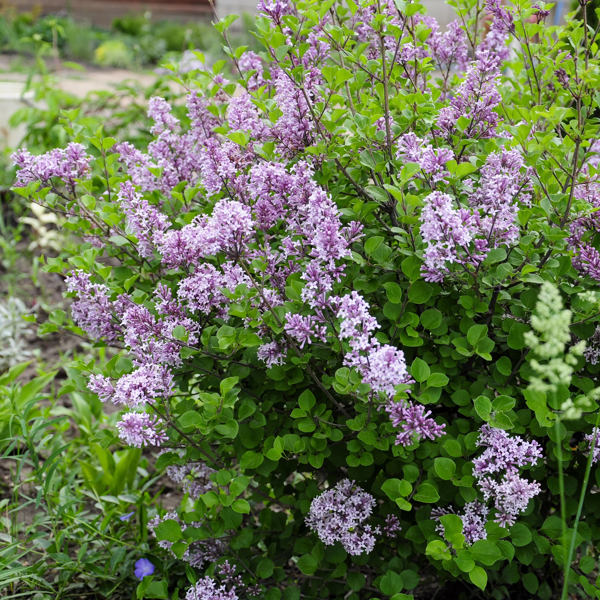 Dwergsering 'Dark Purple' - Image 3