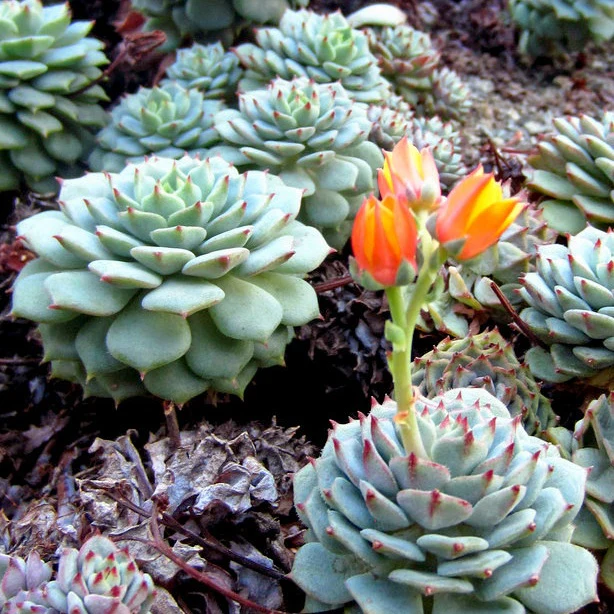 Echeveria derenbergii
