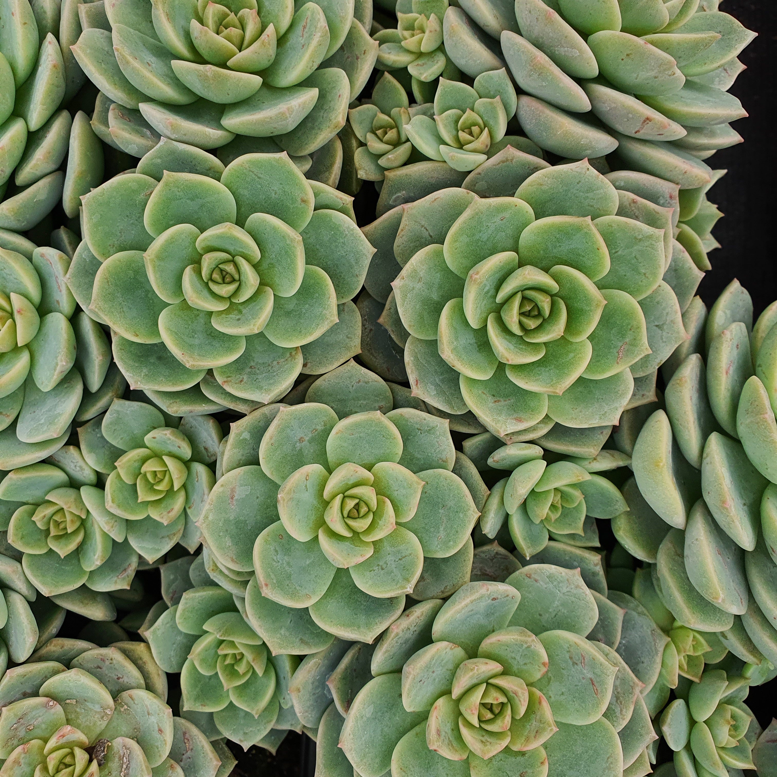 Echeveria elegans 'Rose'