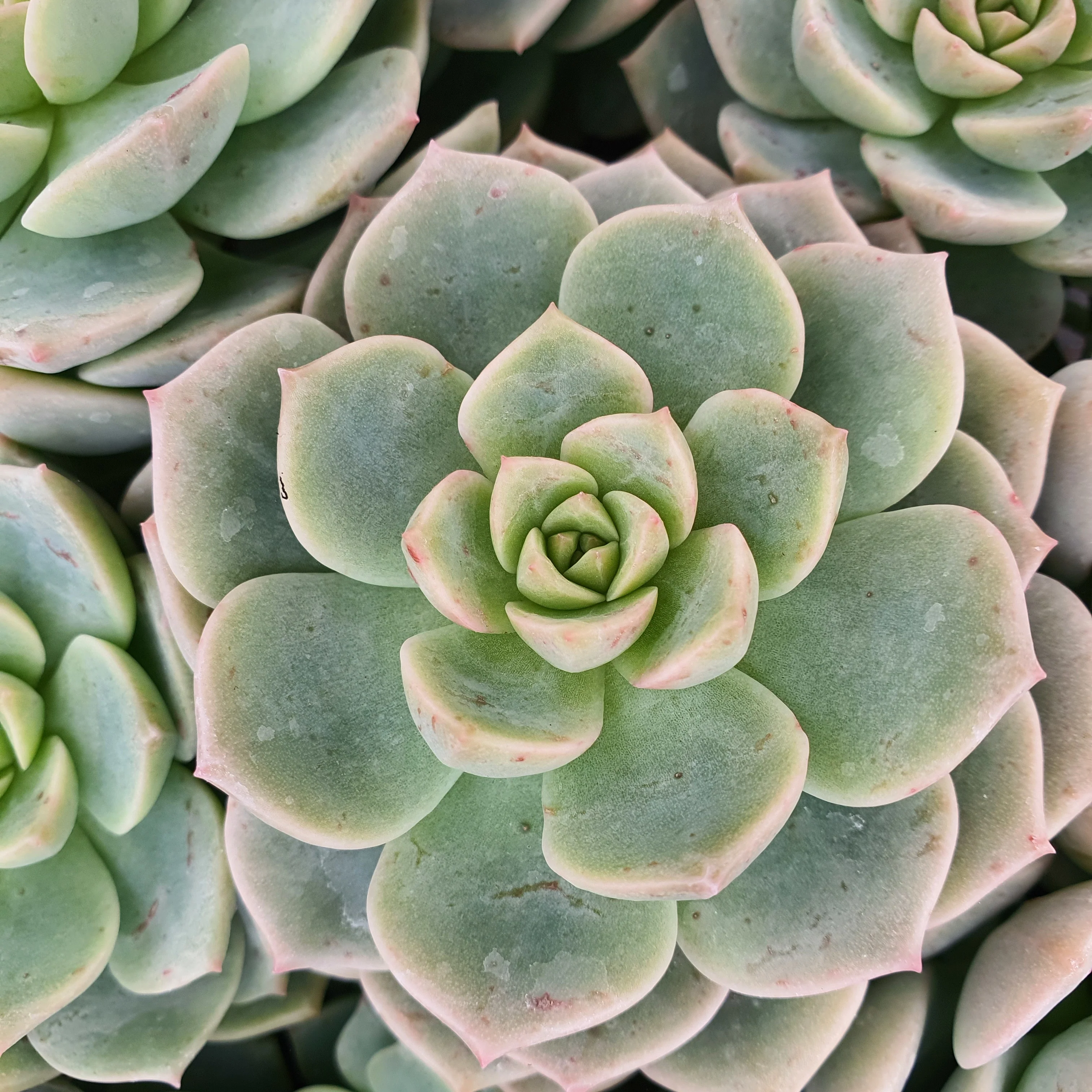 Echeveria elegans 'Rose' - Image 2
