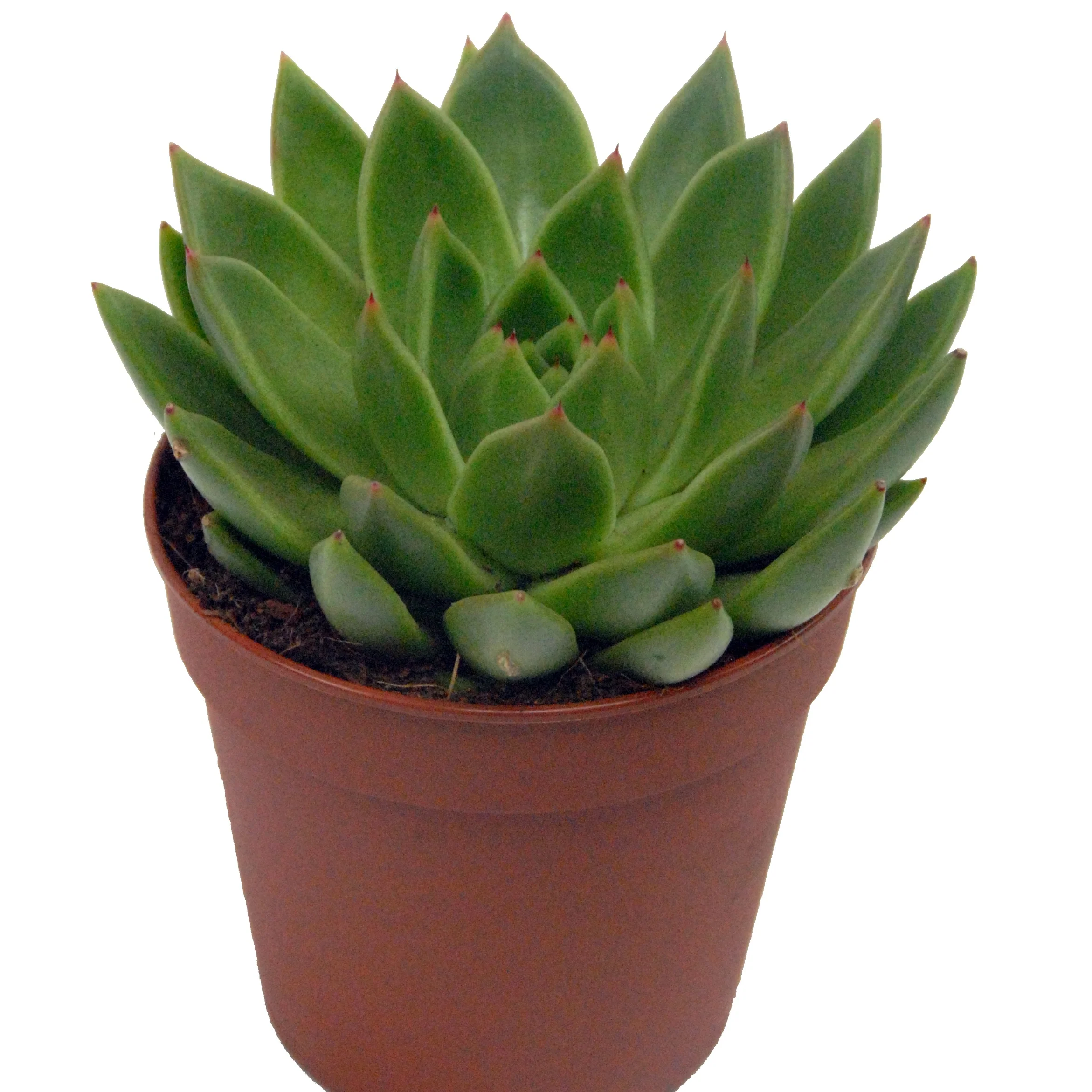 Echeveria incl. witte sierpot - Image 2