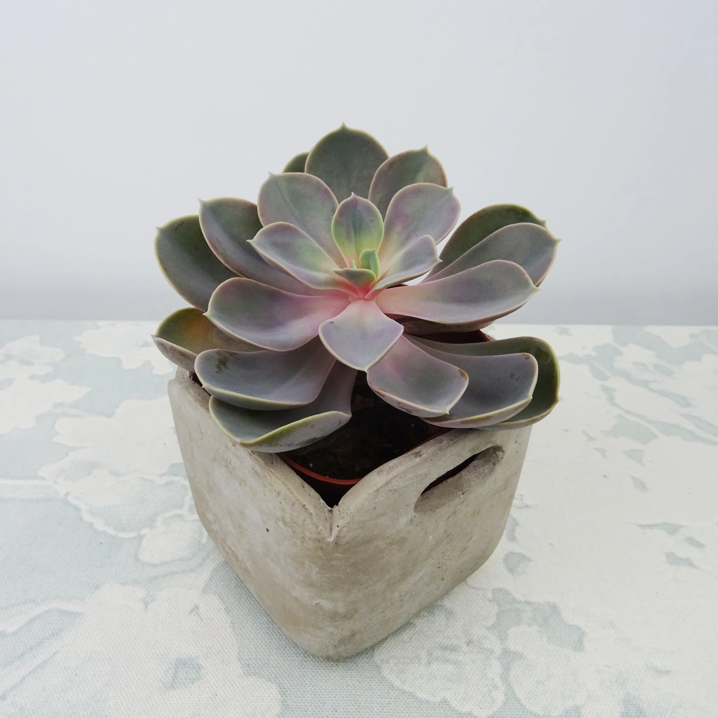 Echeveria Pearl van Neurenberg