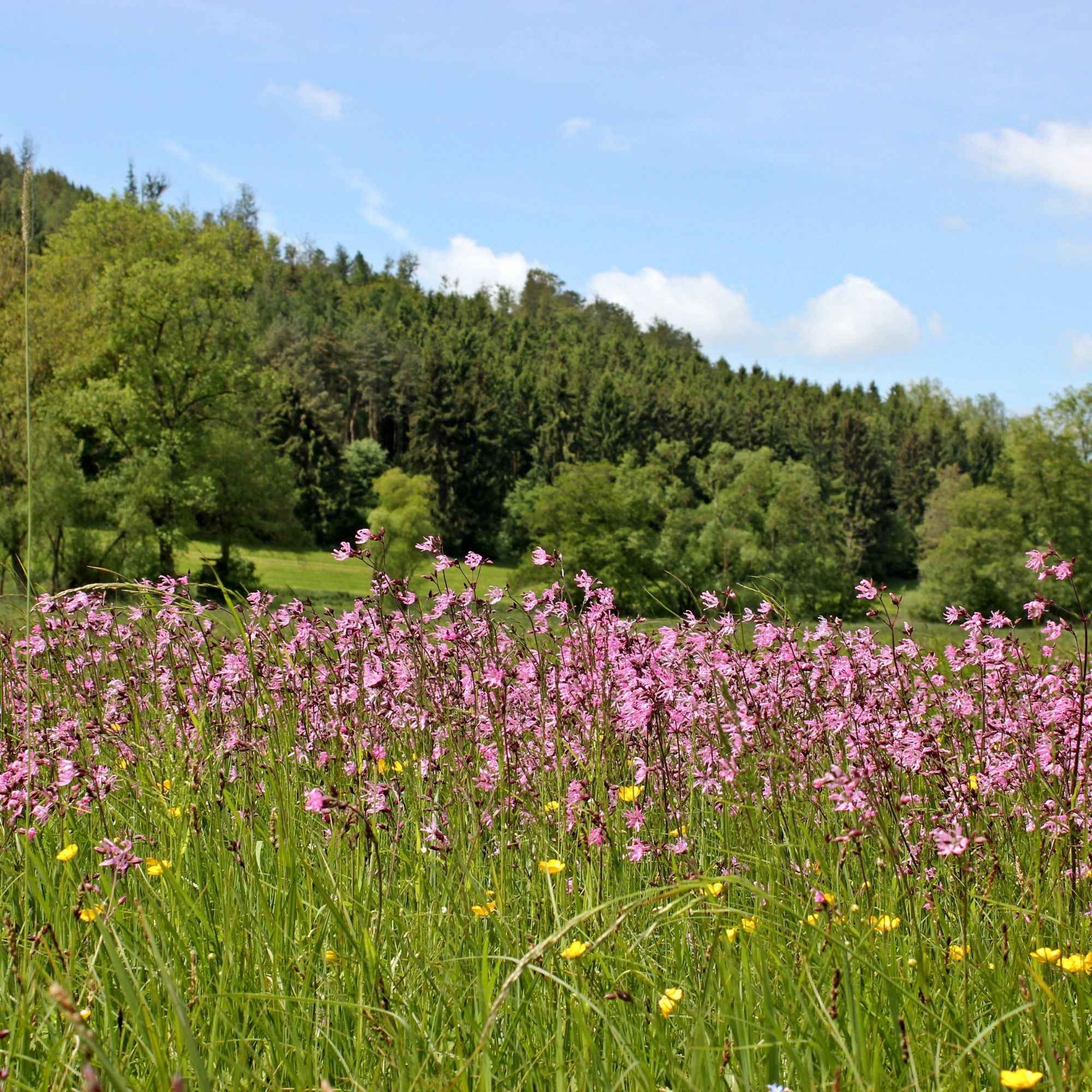 Echte koekoeksbloem - Image 3