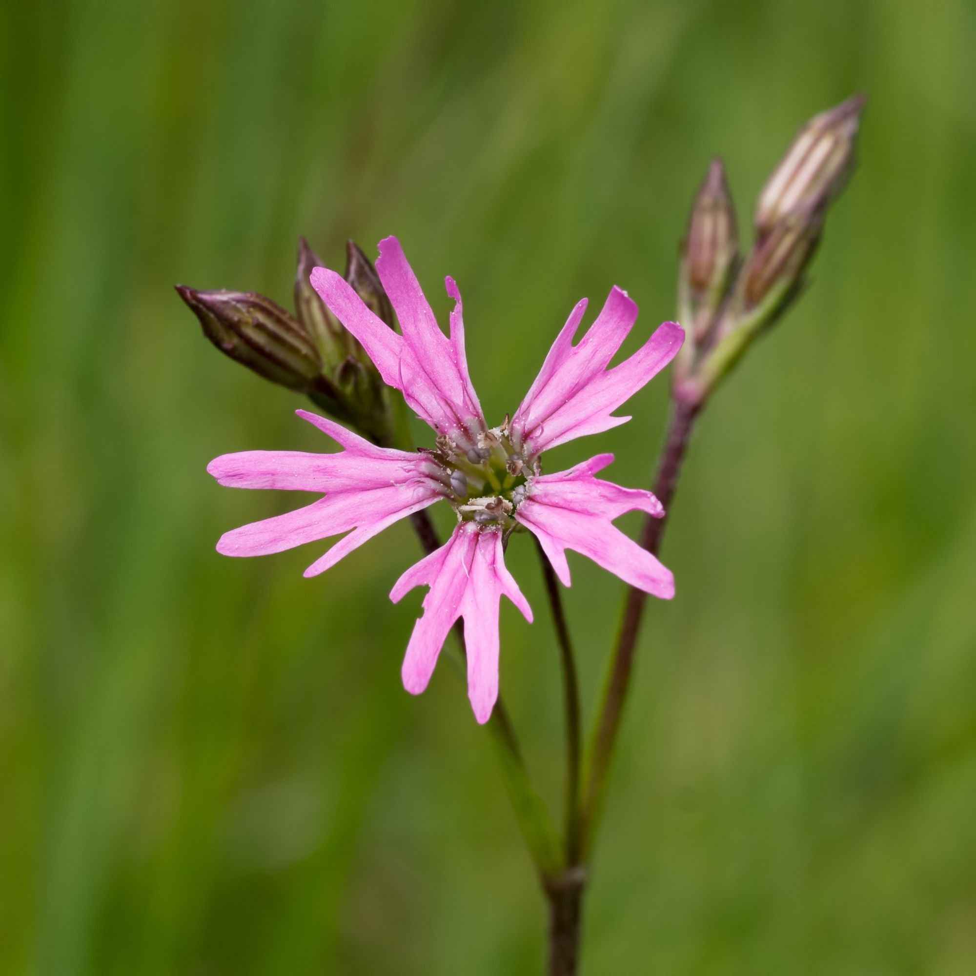 Echte koekoeksbloem (x3) - Image 2