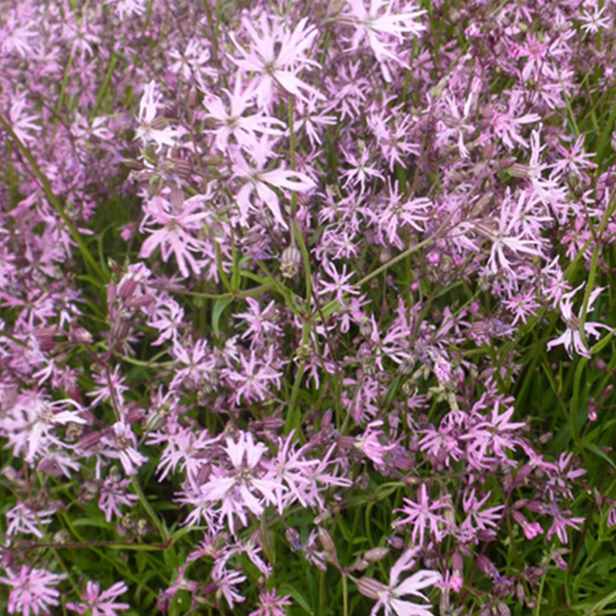 Echte koekoeksbloem (x3) - Image 4