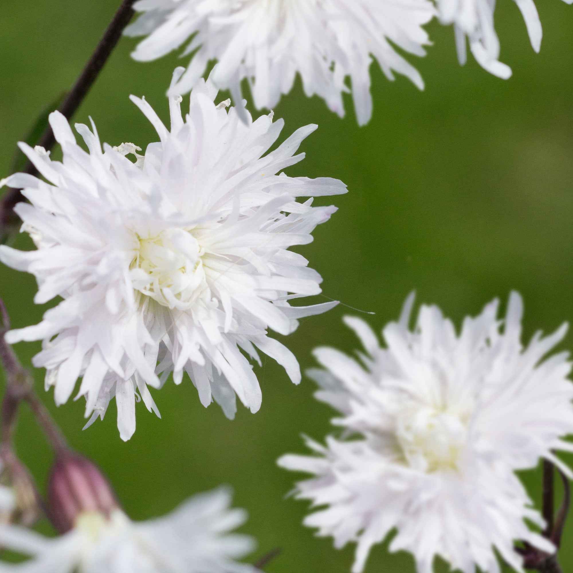 Echte koekoeksbloem 'Petit Henri'