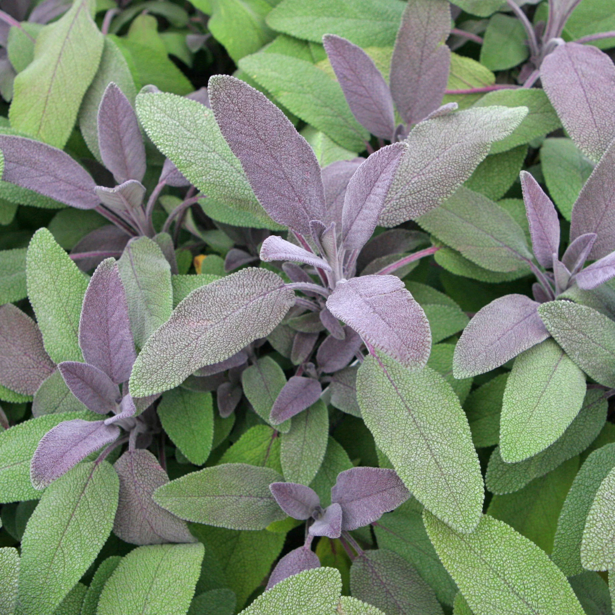 Echte salie 'Purpurascens'