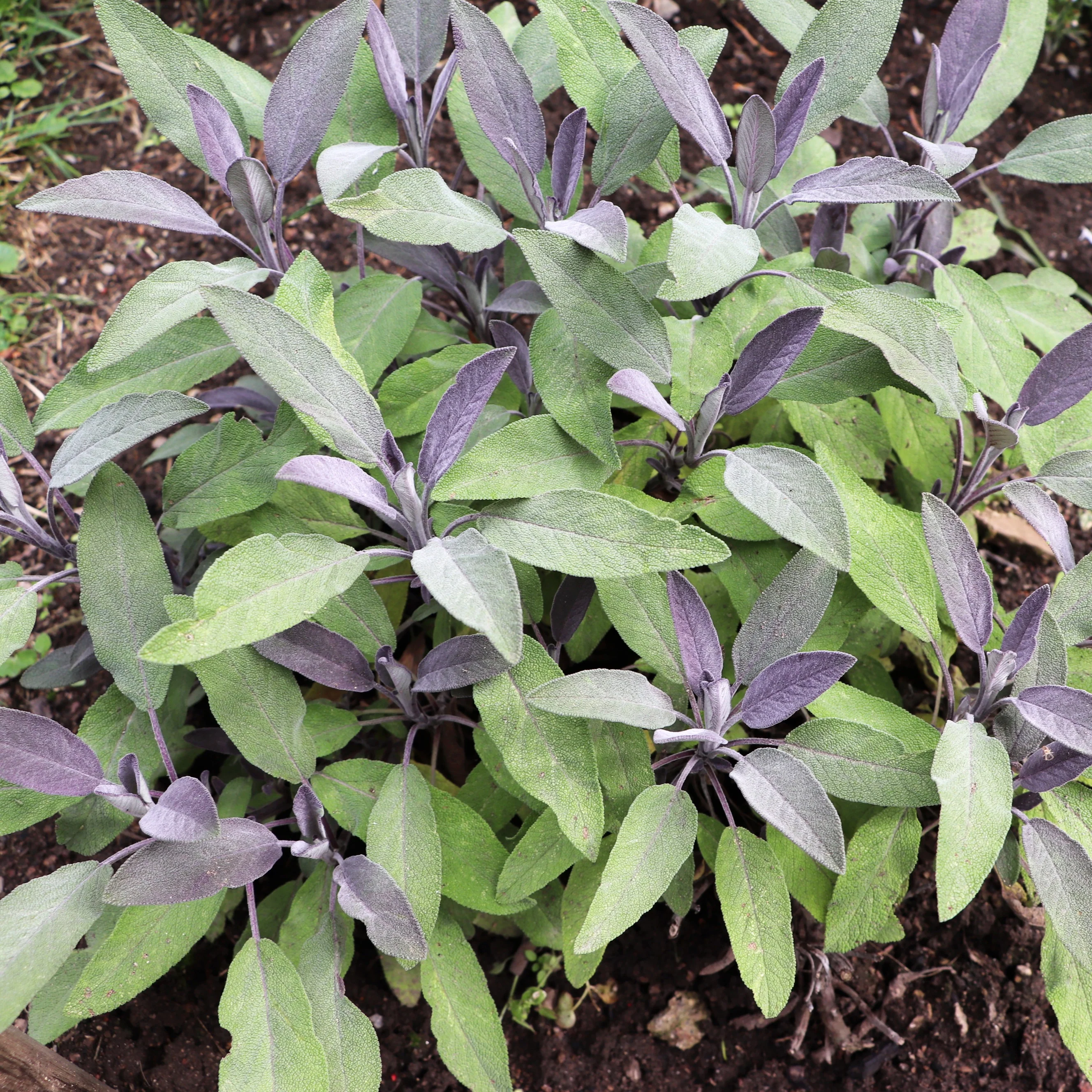 Echte salie 'Purpurascens' - Image 2