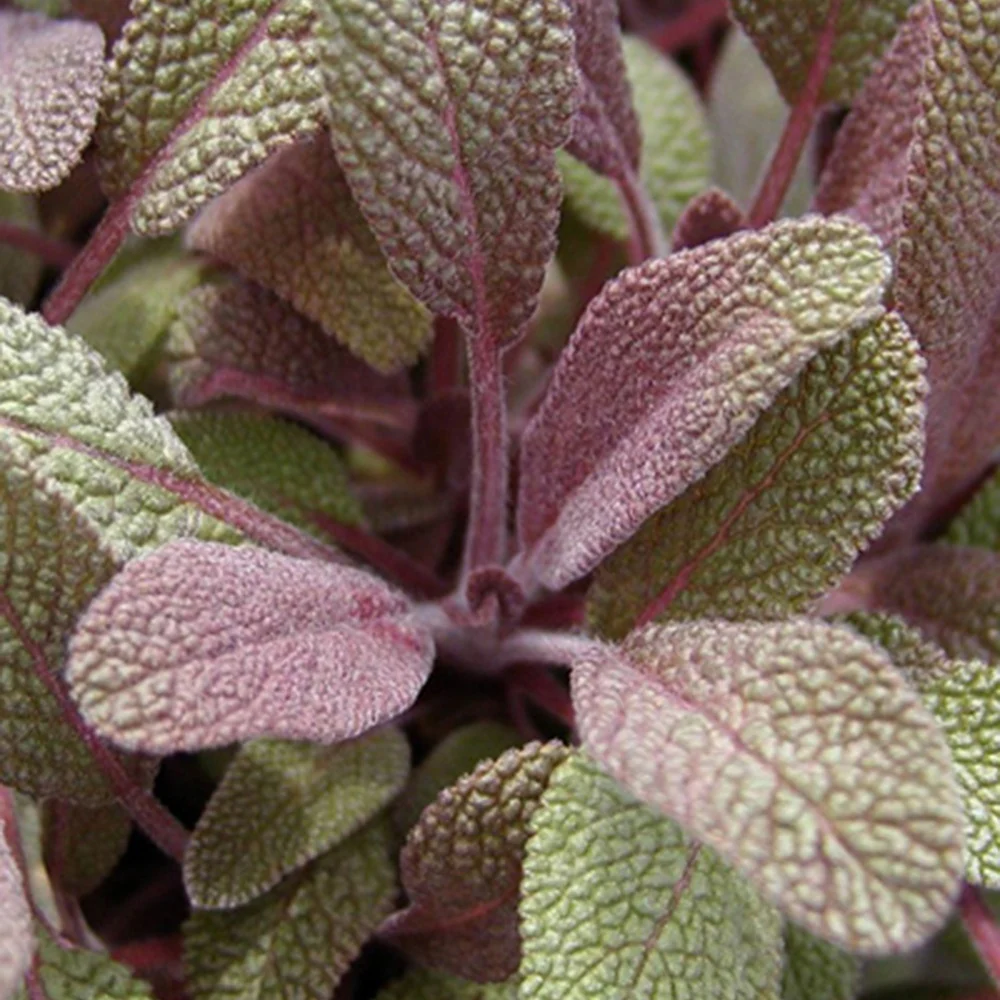 Echte salie 'Purpurascens' - Image 3
