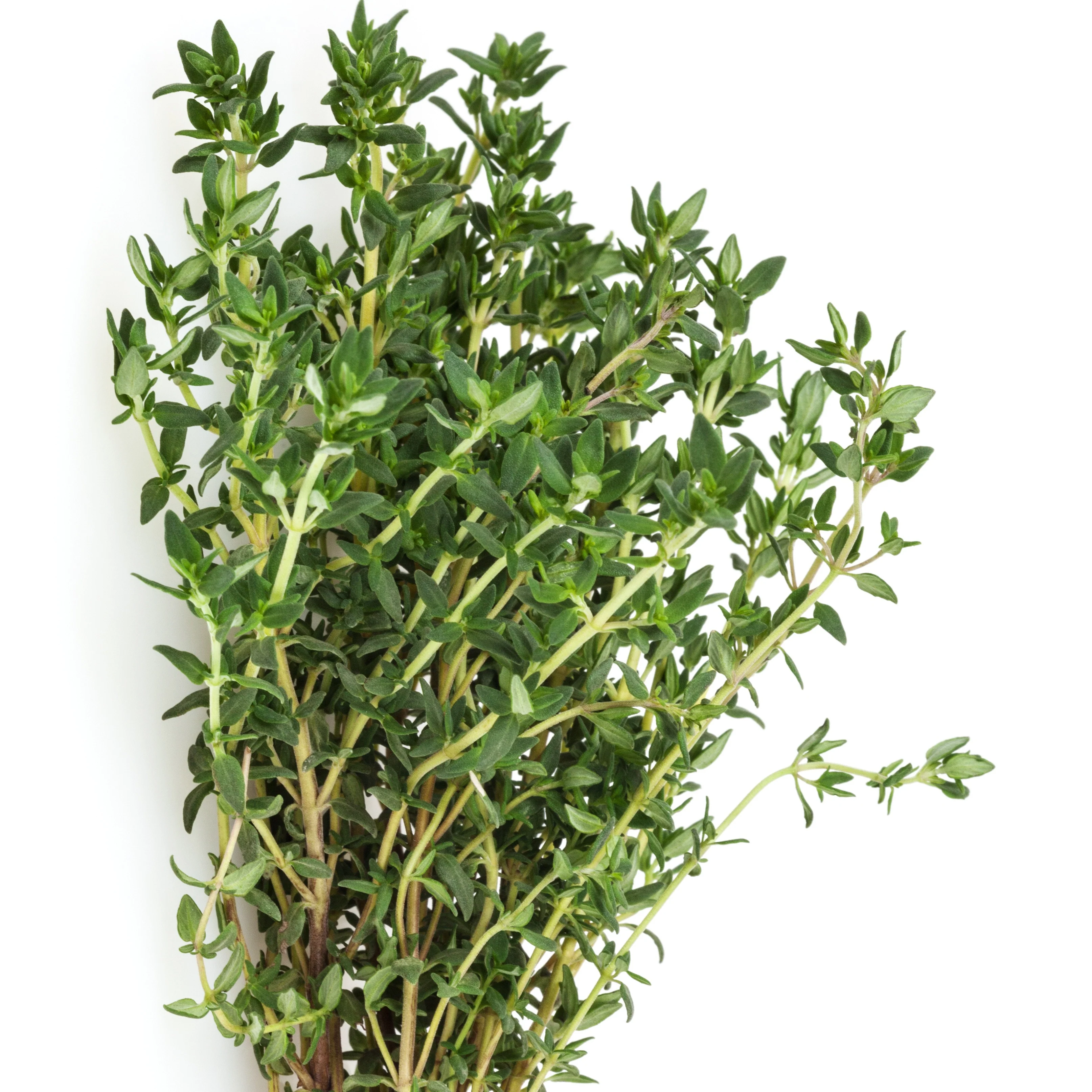 Echte tijm - Image 3
