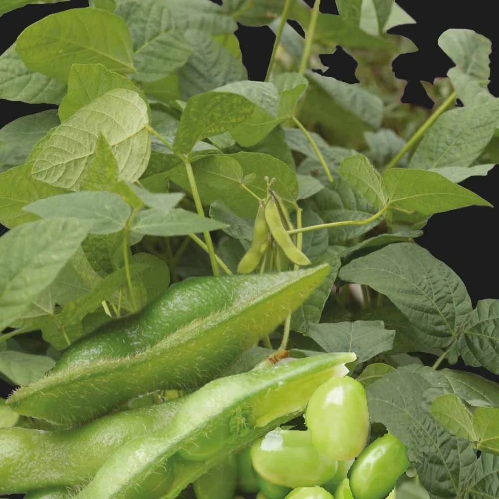 Edamame boon - Image 4