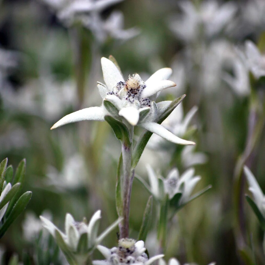Edelweiss - Image 2