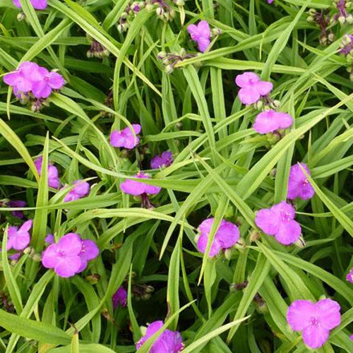 Eéndagsbloem Rubra