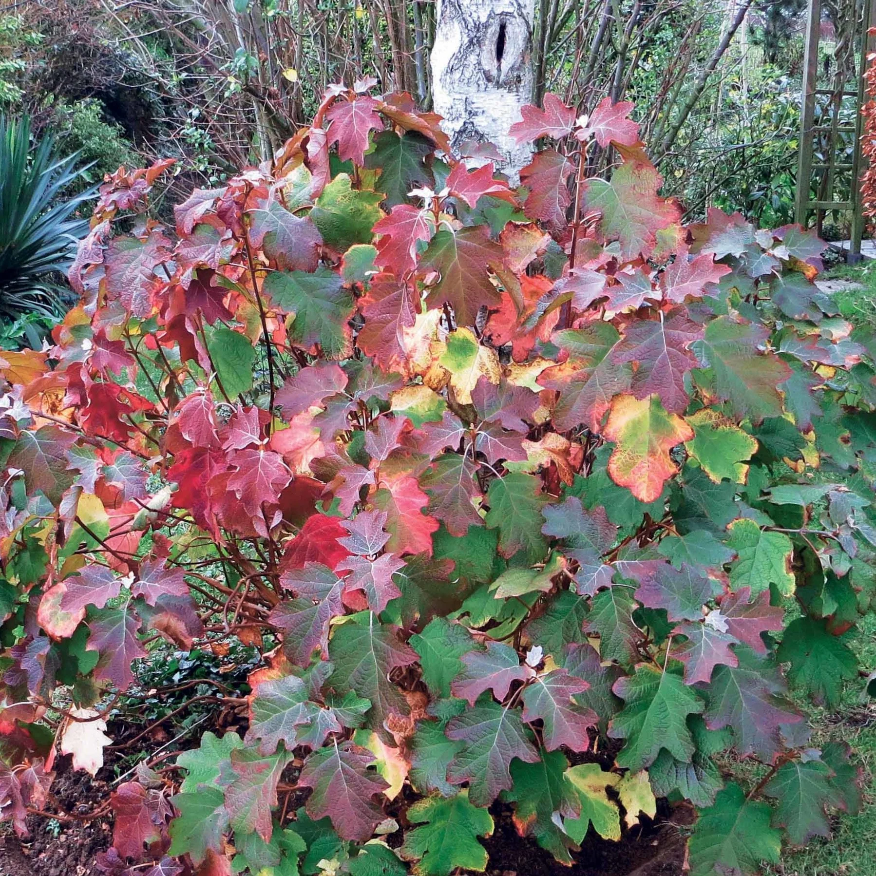 Eikenbladhortensia