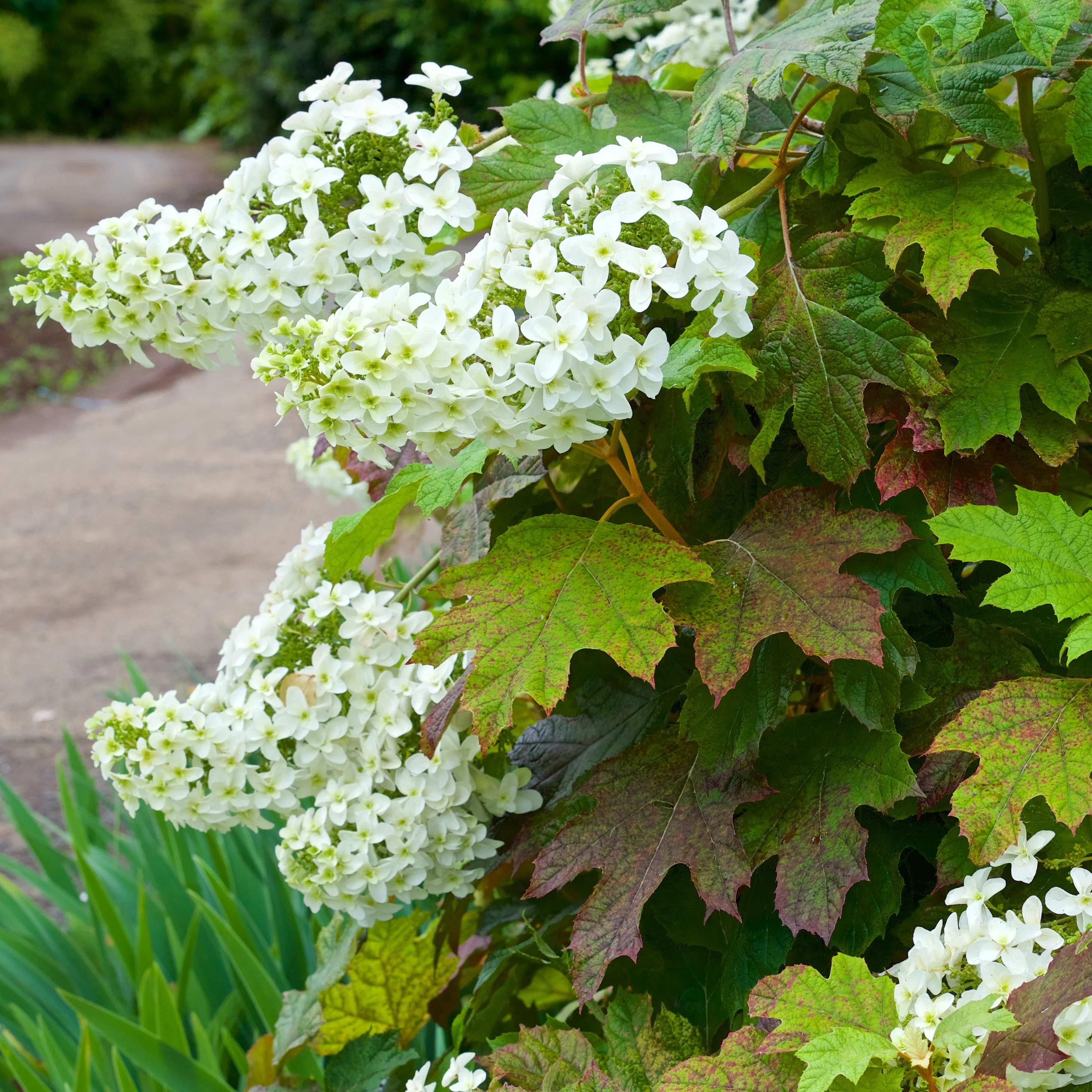 Eikenbladhortensia - Image 2