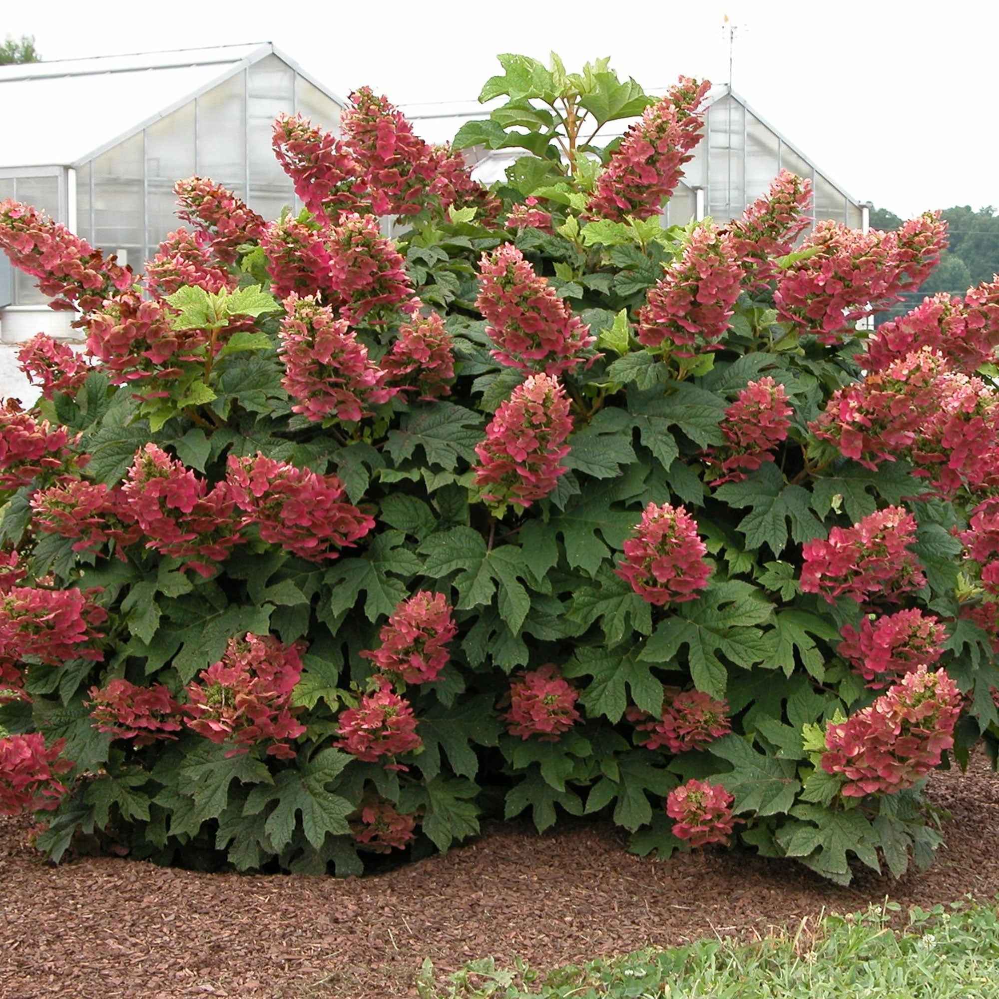Eikenbladhortensia 'Ruby Slippers'®