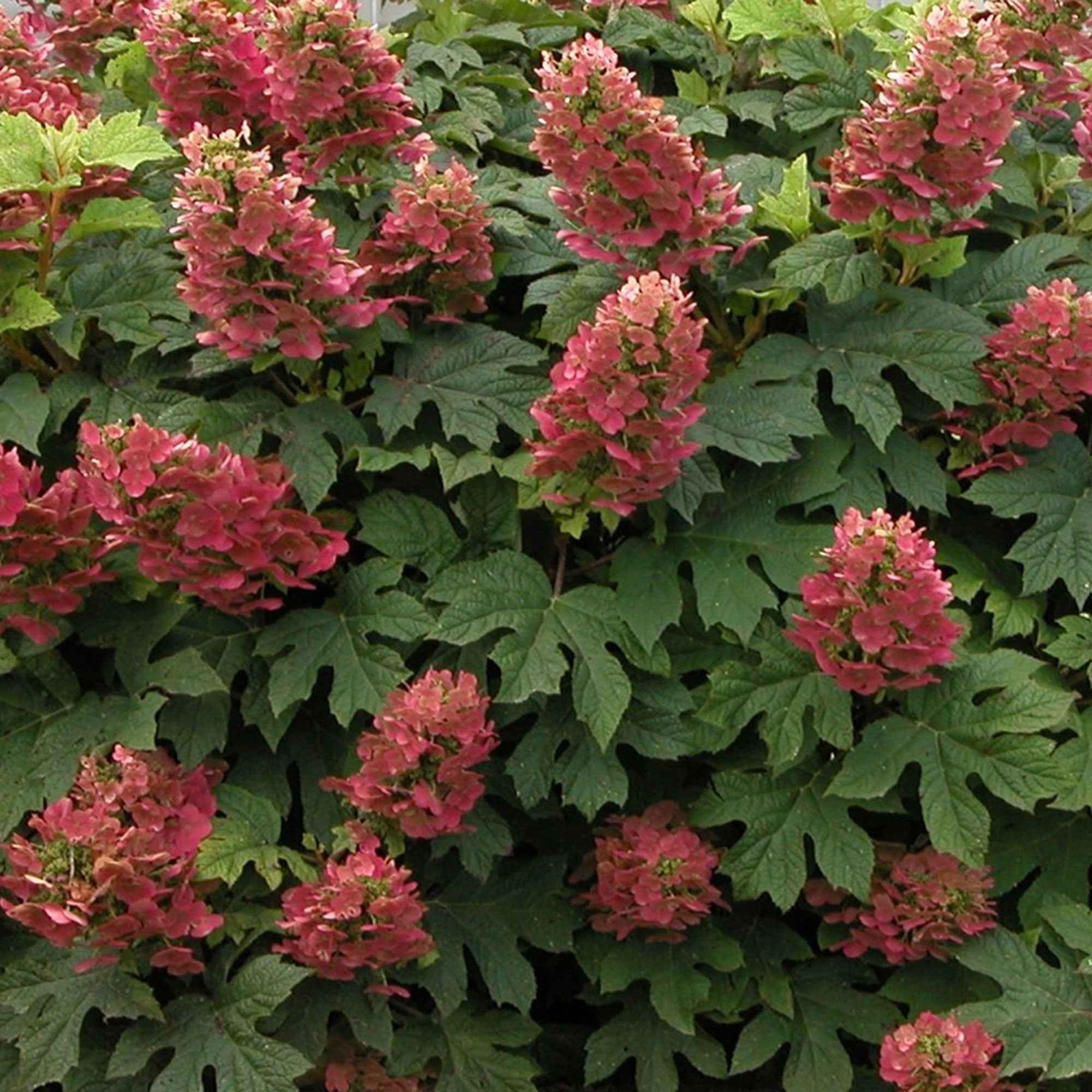 Eikenbladhortensia 'Ruby Slippers'® - Image 2