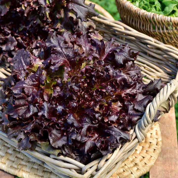 Eikenbladsla 'Red Salad Bowl' - Image 2