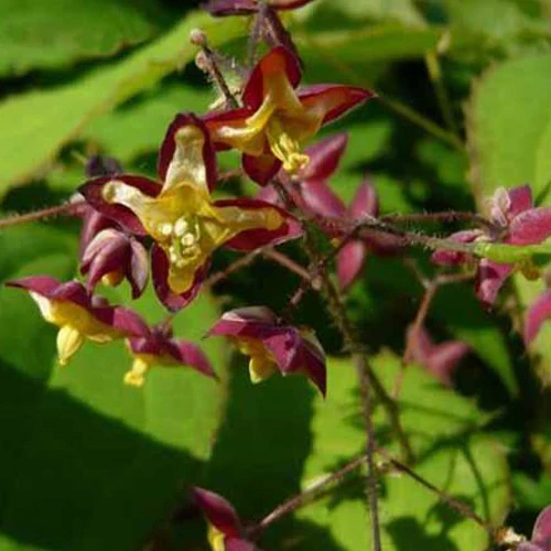 Elfenbloem alpinum